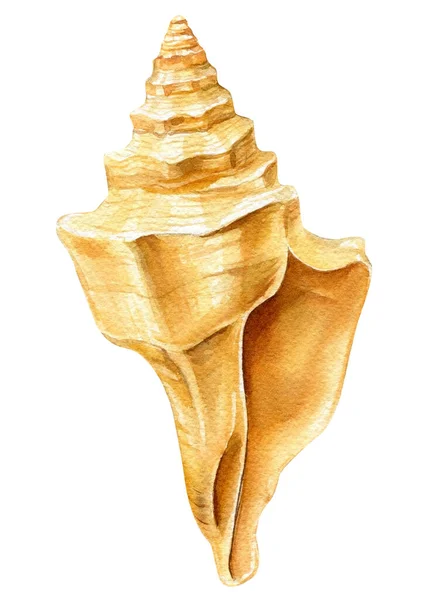 Sea shell on an isolated white background. Watercolor illustration — стоковое фото