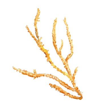 Deniz mercan eli beyaz arka planda izole bir şekilde çizilmiş. Su altı dalları. Suluboya çizimi.