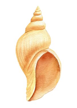 İzole edilmiş beyaz arkaplan üzerindeki deniz kabuğu, suluboya çizimi