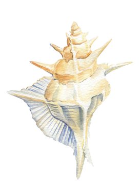 İzole edilmiş arkaplanda beyaz kabuk, suluboya resimleme