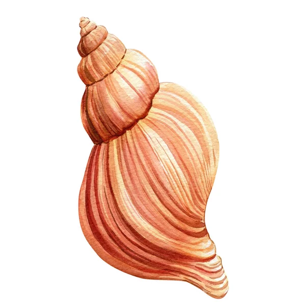 İzole edilmiş beyaz arkaplan üzerindeki deniz kabuğu, suluboya çizimi
