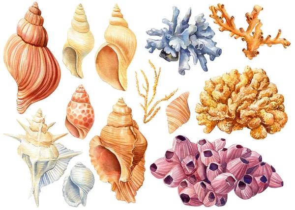 Luminoso set di conchiglie e corallo. Illustrazione ad acquerello. — Foto Stock