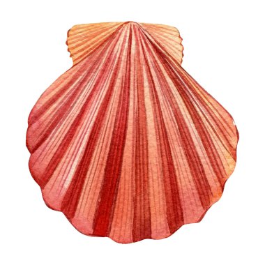 İzole edilmiş beyaz arkaplan üzerindeki deniz kabuğu, suluboya çizimi