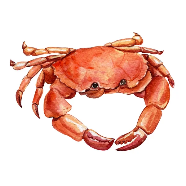 Aquarell-Krabbe auf isoliertem weißem Hintergrund, Handzeichnung, marine Cliparts — Stockfoto