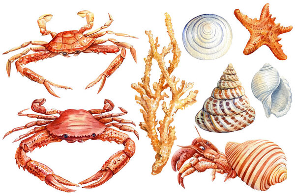 Set of shells, crab, starfish on an isolated white background, Watercolor illustration