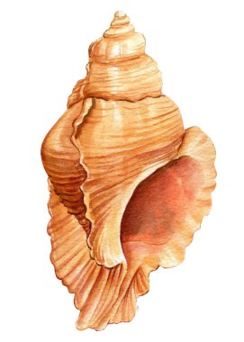 İzole edilmiş beyaz arkaplan üzerindeki deniz kabuğu, suluboya çizimi