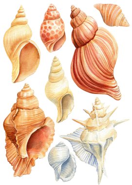 İzole edilmiş beyaz arka planda suluboya deniz kabukları seti, el çizimi, yaz mevsimi yelkenlisi.