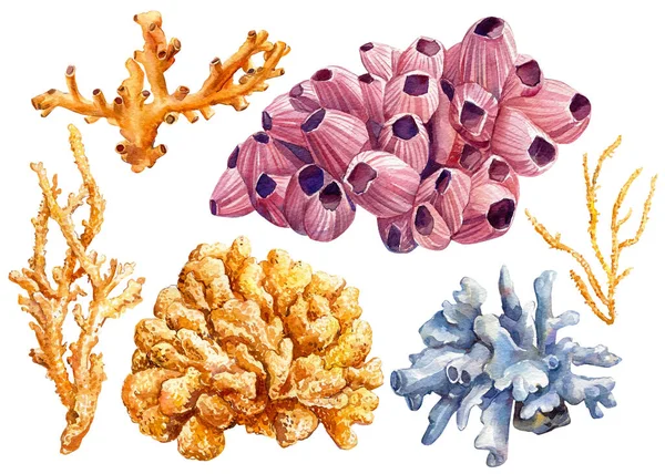 Undervattensset med korall. Akvarell havet illustration. — Stockfoto