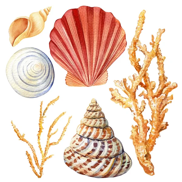 Conjunto de conchas marinhas e corais. Ilustração aquarela. — Fotografia de Stock