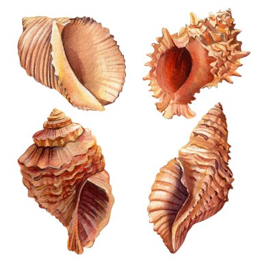 İzole edilmiş beyaz arka planda deniz kabukları, suluboya el resimleri