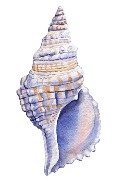 Coquille de mer sur fond blanc isolé, coquille d'été aquarelle illustration — Photo