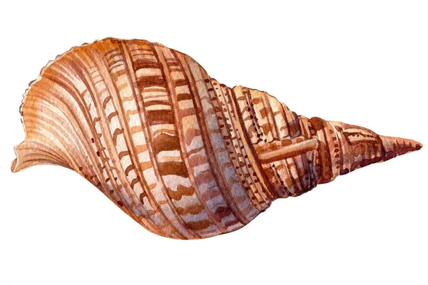 Морская раковина на изолированном белом фоне, раскрашенная вручную акварелью иллюстрация — стоковое фото
