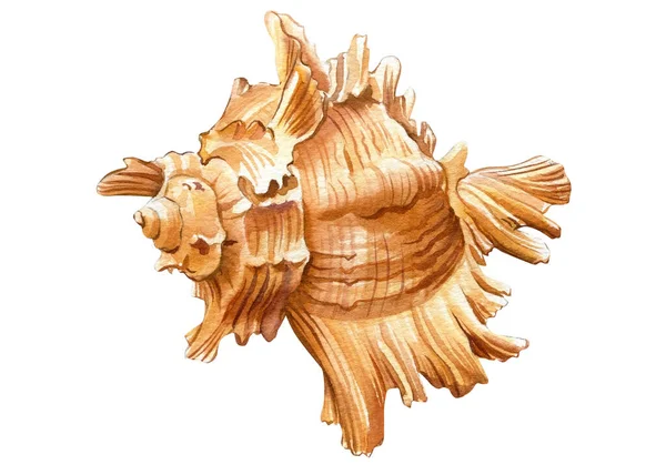 Concha do mar no fundo branco isolado, ilustração pintada à mão da aquarela do escudo — Fotografia de Stock