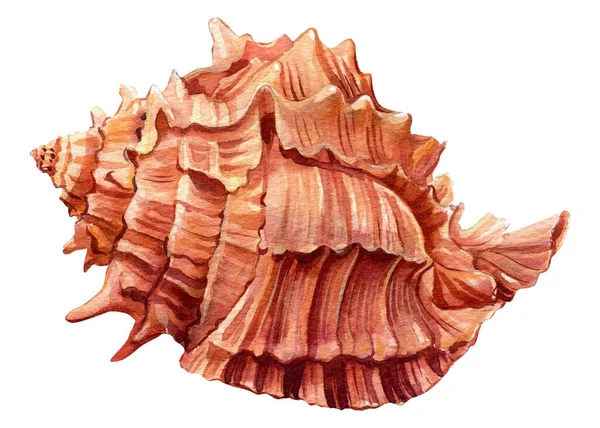 Coquille de mer sur fond blanc isolé, illustration aquarelle peinte à la main — Photo