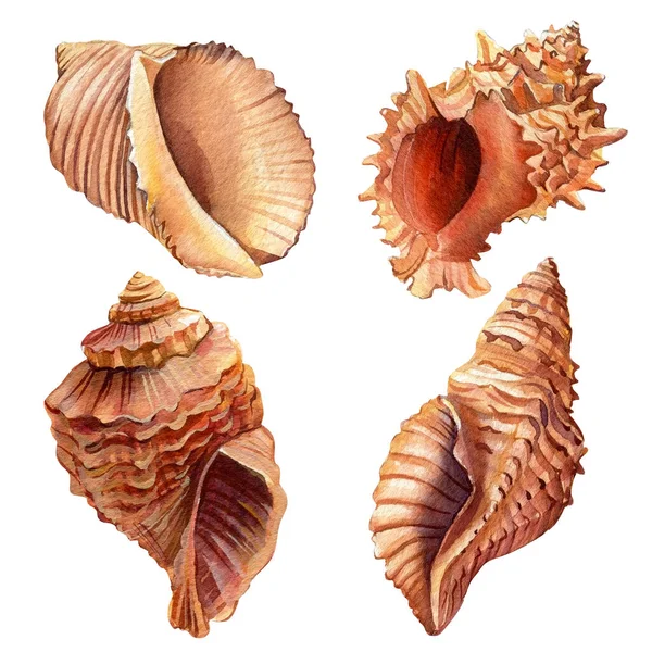 Летний набор морских раковин на изолированном белом фоне, акварель ручной работы иллюстрации — стоковое фото