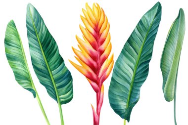 İzole edilmiş beyaz arka planda tropik bitkiler, palmiye yaprağı ve çiçek, suluboya çizimi. Orman tasarımı