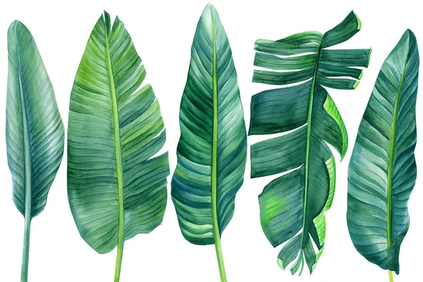 Plantas tropicales, hoja de palma sobre fondo blanco aislado, ilustración de acuarela. Diseño de la selva —  Fotos de Stock