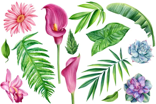Тропические цветы, листья и суккулент на изолированном фоне, акварель ботаническая иллюстрация — стоковое фото