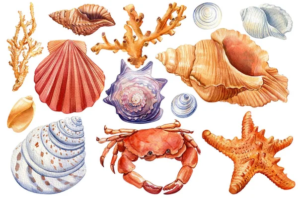 一套海贝壳、蟹、孤立的白色背景上的海星、水彩画 — 图库照片