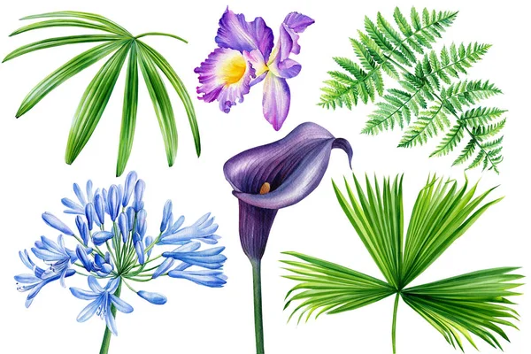 Тропические цветы и листья на изолированном фоне, акварель ботаническая иллюстрация — стоковое фото