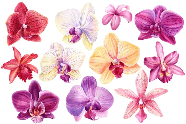 Orchideák Elszigetelt Fehér Háttér Botanikai Illusztráció Virágdíszlet Akvarellfestés Trópusi Virágok — Stock Fotó