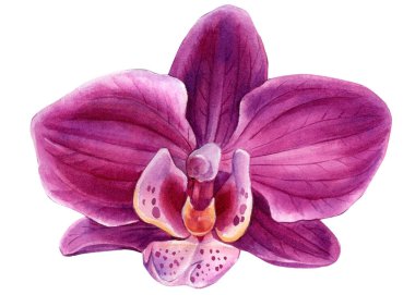 İzole edilmiş beyaz bir arkaplanda orkide, suluboya botanik illüstrasyon, çiçek tasarım veya baskı için
