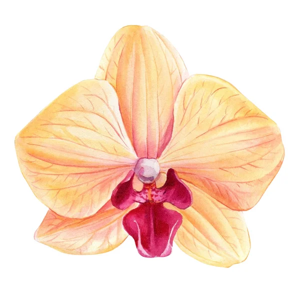 Orkidé på en isolerad vit bakgrund, akvarell botanisk illustration. Flora målning, tropisk blomma — Stockfoto