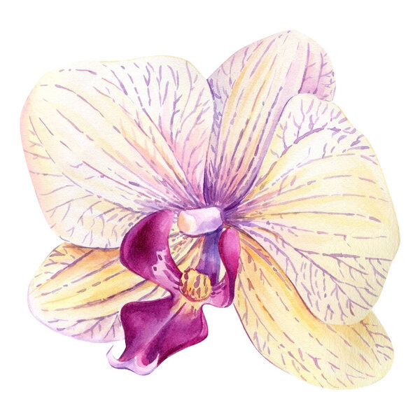 Orchid, flower watercolor illustration, botanical painting, hand drawing. High quality illustration