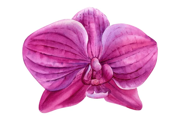 Orquídea Flor Aquarela Ilustração Pintura Botânica Desenho Mão Ilustração Alta — Fotografia de Stock