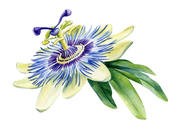 Passionflower Λουλούδι Και Φύλλο Απομονωμένο Λευκό Φόντο Ακουαρέλα Ζωγραφική Εικόνα — Φωτογραφία Αρχείου