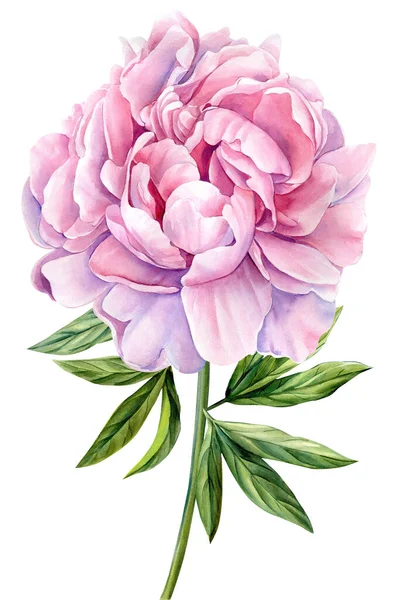Beyaz arka planda pembe şakayık. Suluboya çiçek çizimi, botanik resim. Yüksek kaliteli illüstrasyon