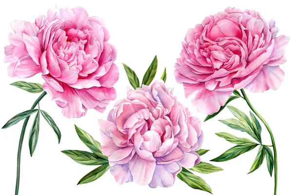 Peonía Rosa Sobre Fondo Blanco Acuarela Flor Ilustración Pintura Botánica — Foto de Stock