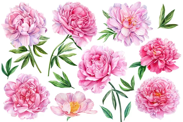 Peonías Sobre Fondo Blanco Aislado Acuarela Flores Conjunto Ilustración Floral — Foto de Stock
