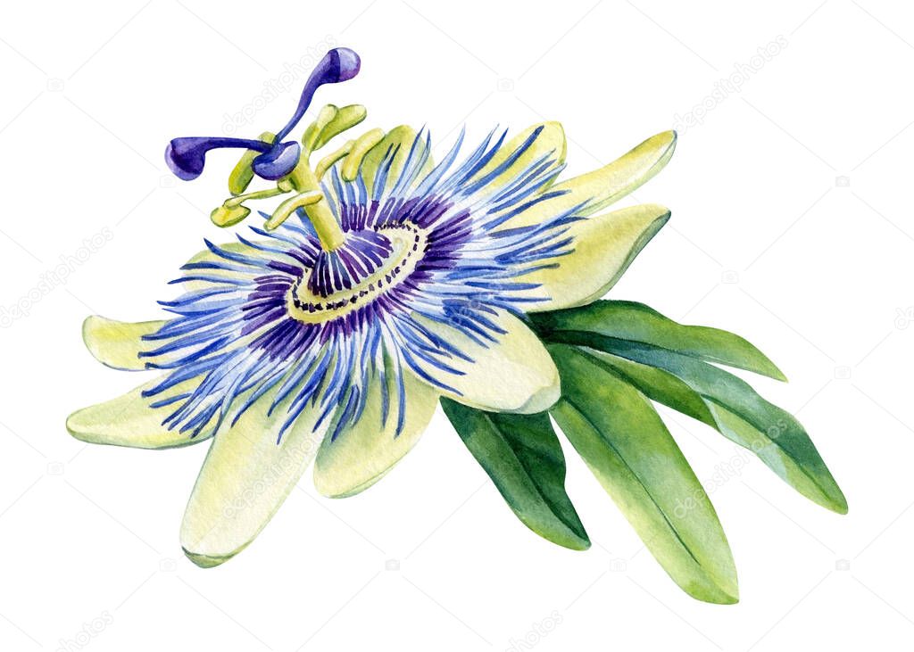 Passionflower flower and leaf on isolated white background, watercolor illustration painting. High quality illustration