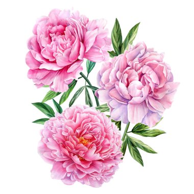 Beyaz arka planda pembe şakayık demeti, suluboya düğün davetiyesi. Yüksek kaliteli illüstrasyon