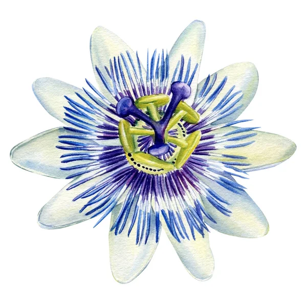 Květina Izolovaném Bílém Pozadí Akvarel Ilustrace Botanické Passionflower Vysoce Kvalitní — Stock fotografie