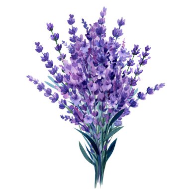 Bir demet lavanta, izole edilmiş beyaz arka planda mor çiçekler, suluboya resimleme. Yüksek kaliteli illüstrasyon