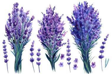 Lavanta çiçekleri seti, izole edilmiş beyaz arka planda bir demet lavanta çiçeği, suluboya çizimi. Yüksek kaliteli illüstrasyon