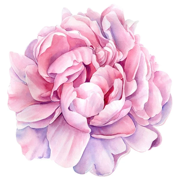 Roze Pioen Een Witte Achtergrond Aquarel Bloem Illustratie Botanische Schilderen — Stockfoto