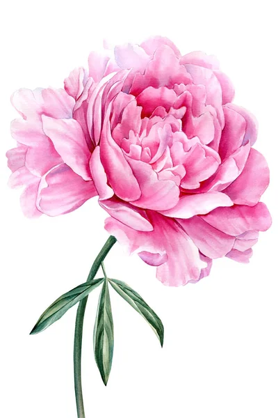 Ροζ Παιωνία Λευκό Φόντο Ακουαρέλα Απεικόνιση Λουλουδιών Βοτανική Ζωγραφική Εικόνα — Φωτογραφία Αρχείου