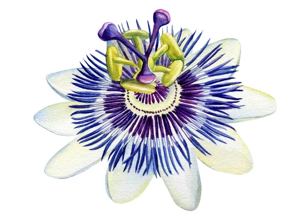 Fiori Passiflora Sfondo Bianco Isolato Pittura Acquerello Illustrazione Alta Qualità — Foto Stock