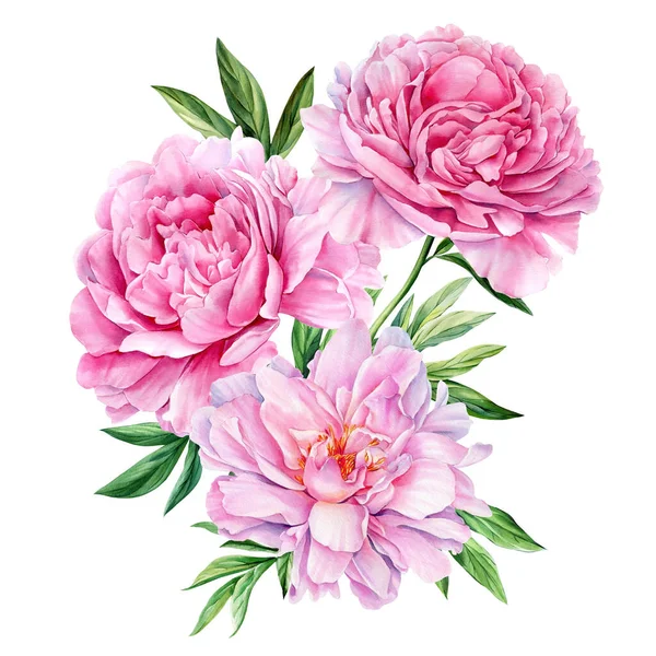 Pivoines Roses Ensemble Éléments Sur Fond Blanc Isolé Aquarelle Dessin — Photo