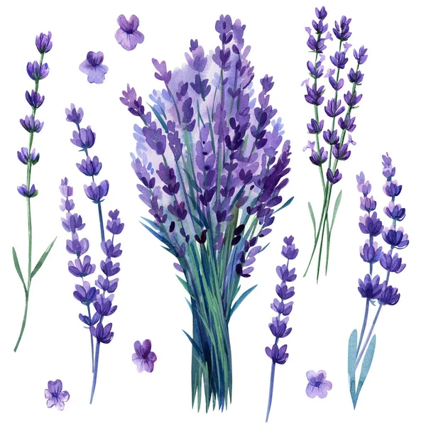 Lavender flowers set, bouquet of lavender flowers on isolated white background, watercolor illustration. High quality illustration
