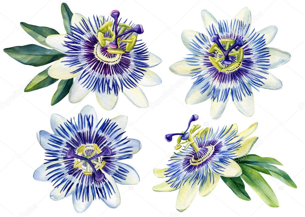 Passionflower flowers on isolated white background, watercolor illustration painting. High quality illustration