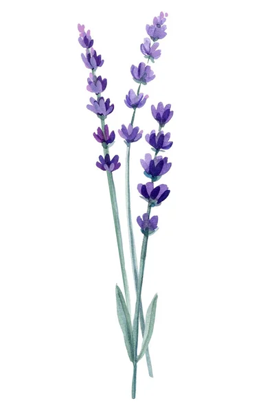 Logo Ramo Lavanda Fiori Sfondo Bianco Isolato Illustrazione Acquerello Illustrazione — Foto Stock