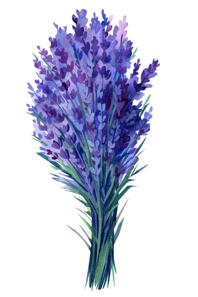 Bir demet lavanta, suluboya resimleme, izole edilmiş beyaz arka plan. Mor çiçekler. Yüksek kaliteli illüstrasyon