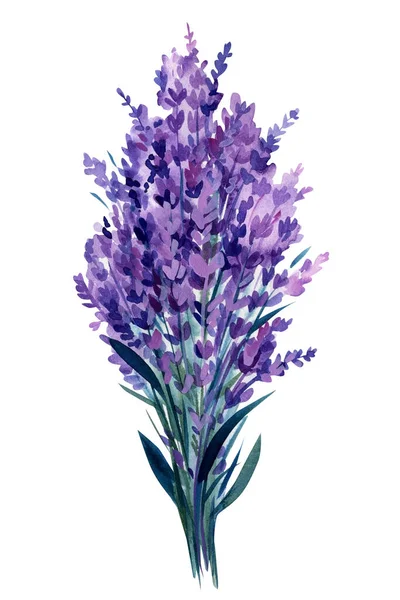 Lavender flowers set, bouquet of lavender flowers on isolated white background, watercolor illustration. High quality illustration