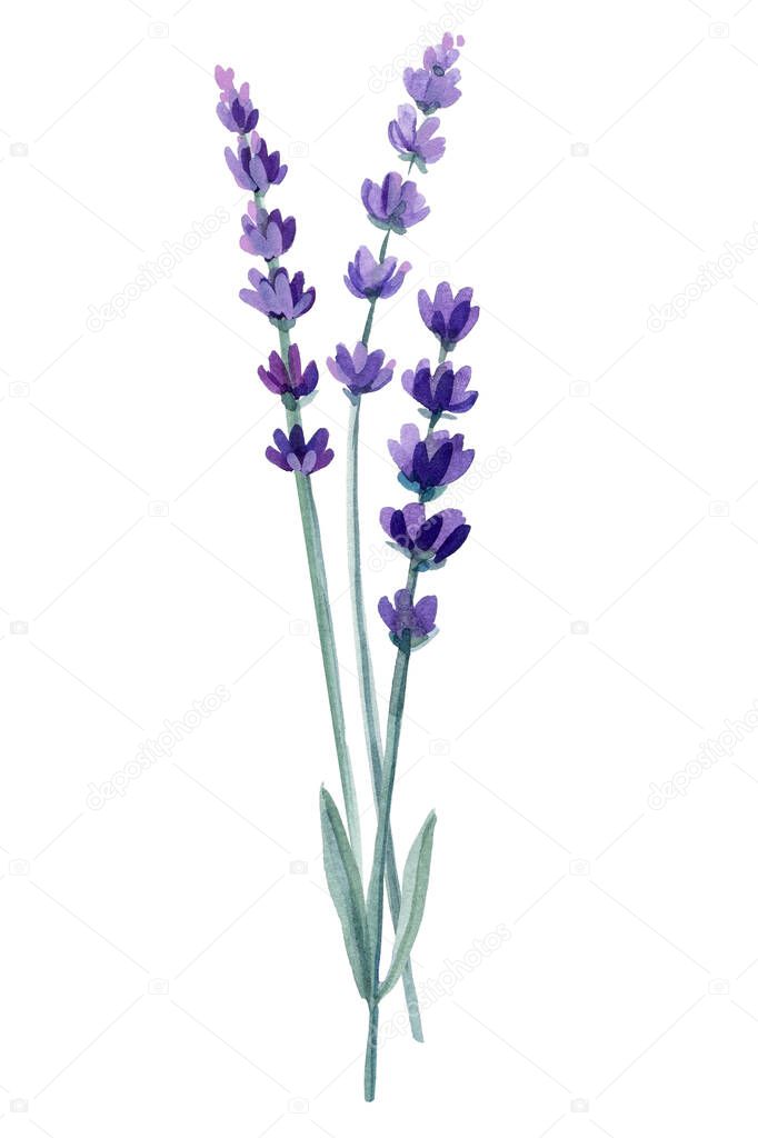 Logo and lavender branch. Flowers on isolated white background, watercolor illustration. High quality illustration