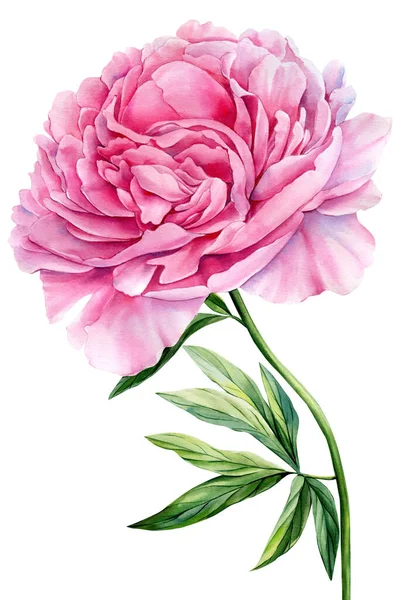 Розовый Пион Белом Фоне Акварель Цветок Иллюстрация Ботаническая Живопись Высокое — стоковое фото