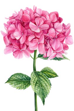 Beyaz izole edilmiş arka planda pembe ortanca çiçekleri, suluboya botanik çizimler. Yüksek kaliteli illüstrasyon